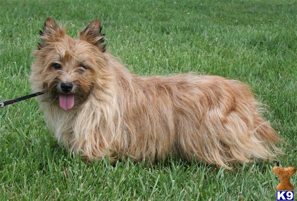 Stud Dogs - Cairn Terrier